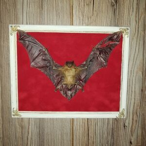 🦇Taxidermy Bat